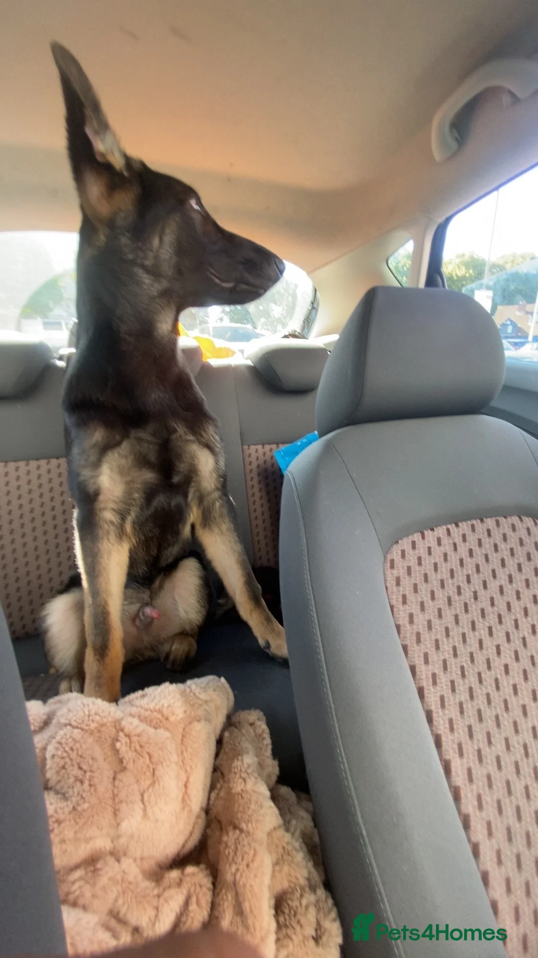 German Shepherd dogs for sale: 6 month old working line German shepherd  in Redruth - Advert 2