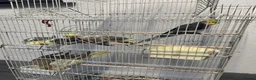Cockatiels birds for sale: Family of 6 Cockatiels for Sale -Good price in Ilford - Advert 3
