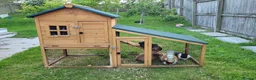Guinea Pig rodents for sale: Guinea pigs with hutch in Perth - Advert 2
