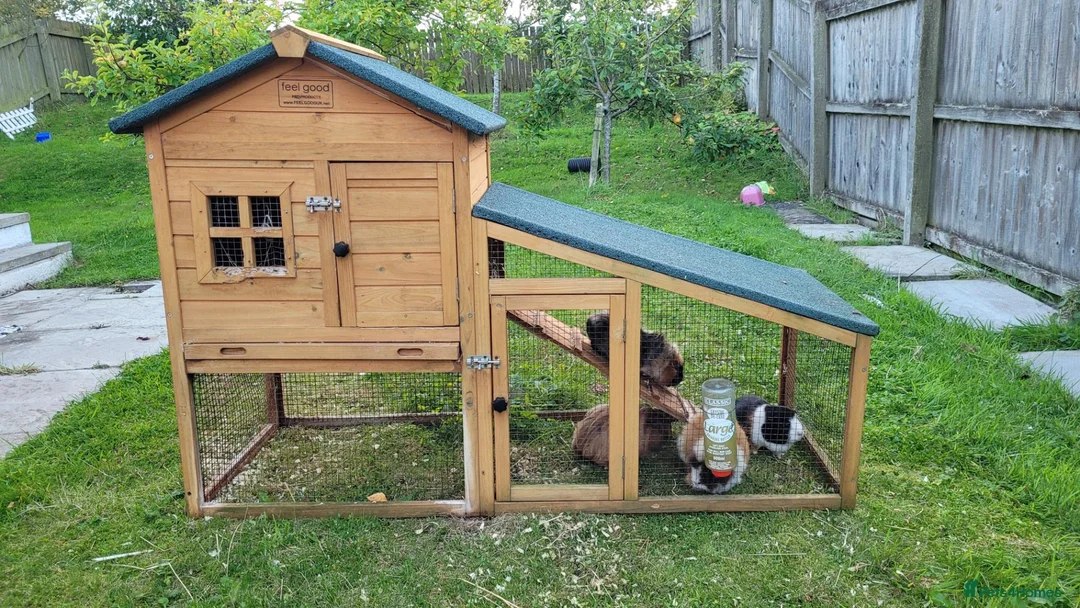 Guinea Pig rodents for sale: Guinea pigs with hutch in Perth - Advert 2