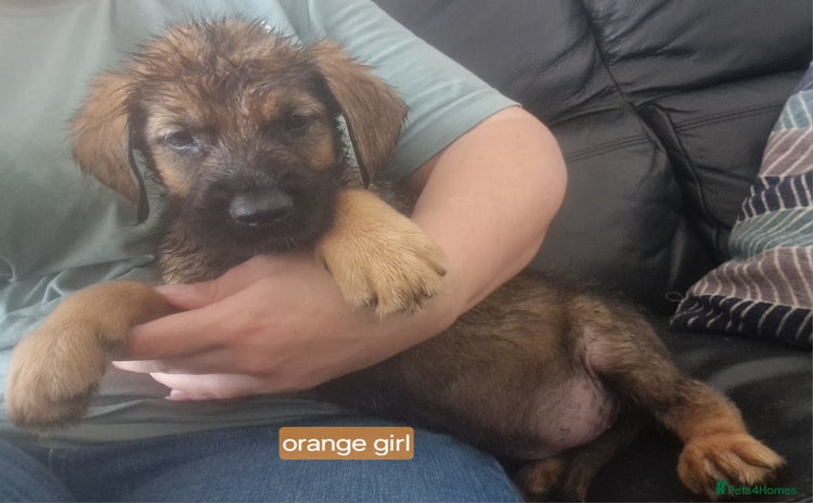 Mixed Breed dogs - Advert 1