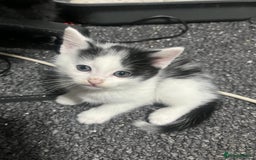 Mixed Breed cats for sale: Kittens - Image 2