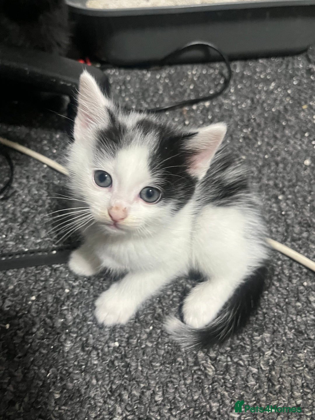 Mixed Breed cats for sale: Kittens - Image 2