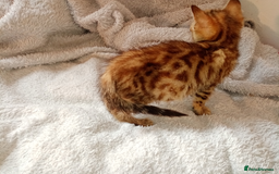Mixed Breed cats for sale: Lovely Ginger and Rosetted Kittens - Image 13