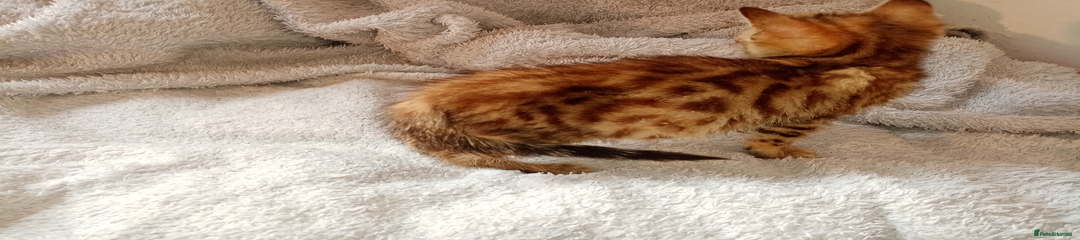 Mixed Breed Kitten 6