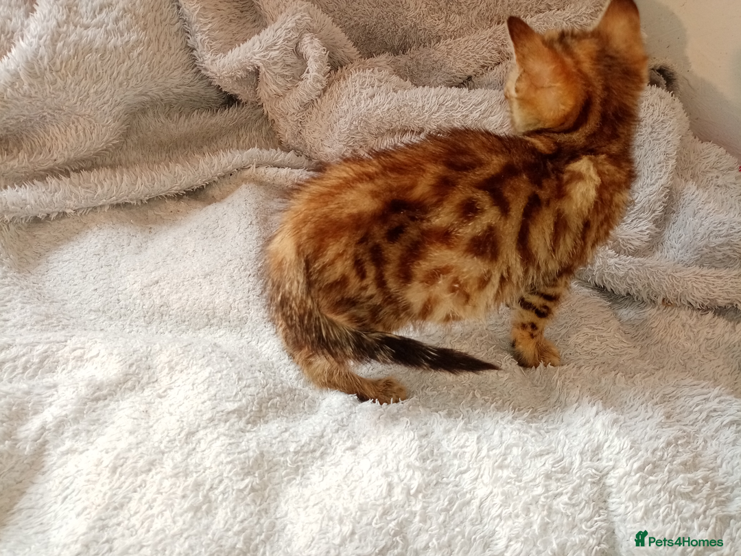 Mixed Breed cats for sale: Lovely Ginger and Rosetted Kittens - Image 13
