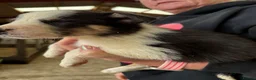 Welsh Collie dogs for sale: Adorable Mid Wales border collie puppies for sale - Advert 31