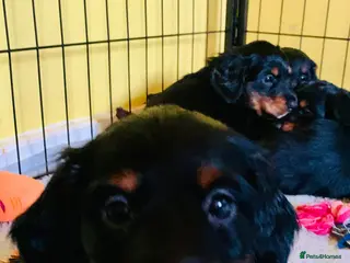 Miniature Dachshund dogs Longhaired mini dachshund - Advert 5