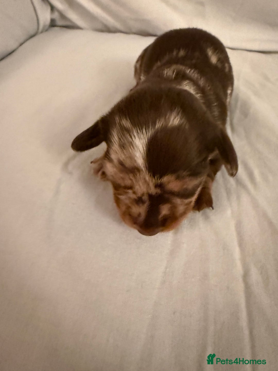 Dachshund dogs for sale: Miniature Dachshund puppies for sale - Advert 23