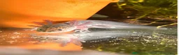 Axolotl reptiles for sale: Black melenoid axolotl  in Caldicot - Advert 3