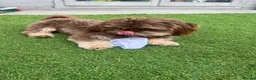 Shih Tzu dogs for sale: Gorgeous male Shih Tzu - Advert 5