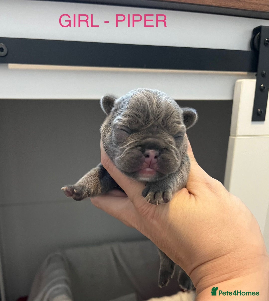 French Bulldog dogs for sale: 1 GIRL REMAINING FROM LITTER OF 5 FRENCH BULLDOGS  - Advert 15