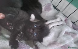 Mixed Breed cats for sale: 4 kittens available  - Image 1