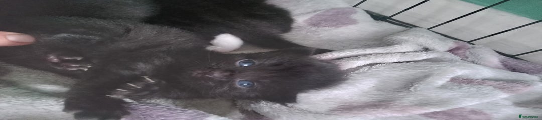 Mixed Breed Kitten 1
