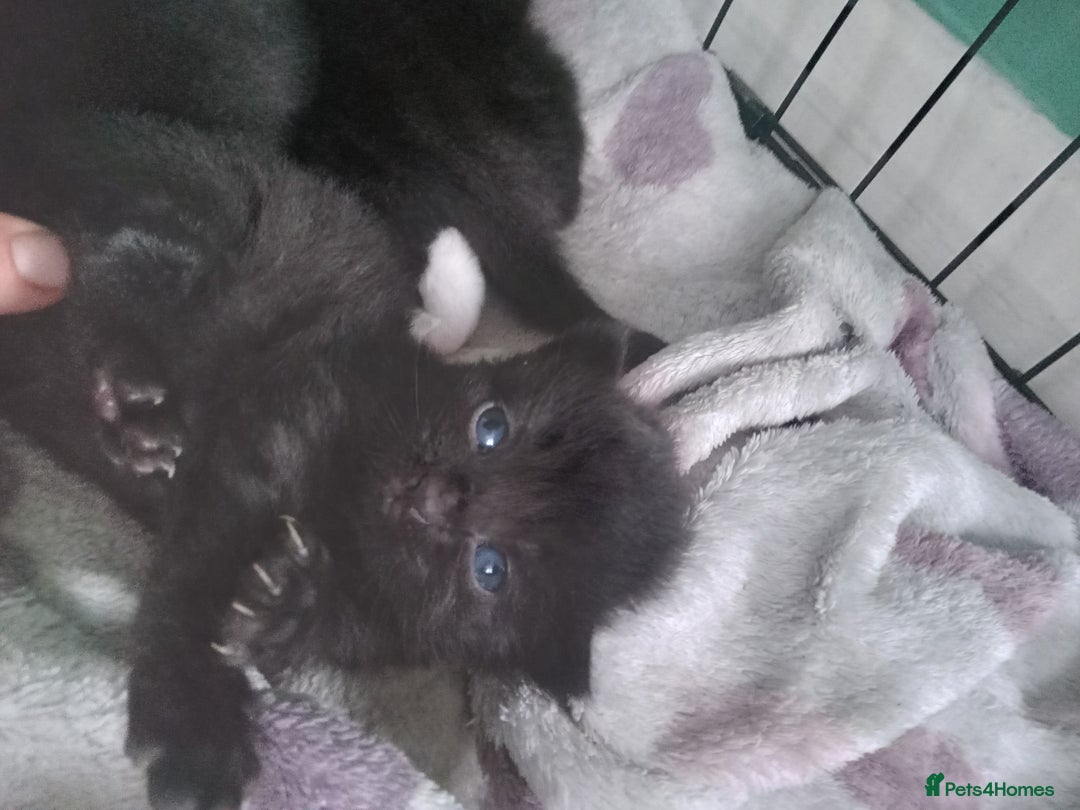 Mixed Breed cats for sale: 4 kittens available  - Image 1