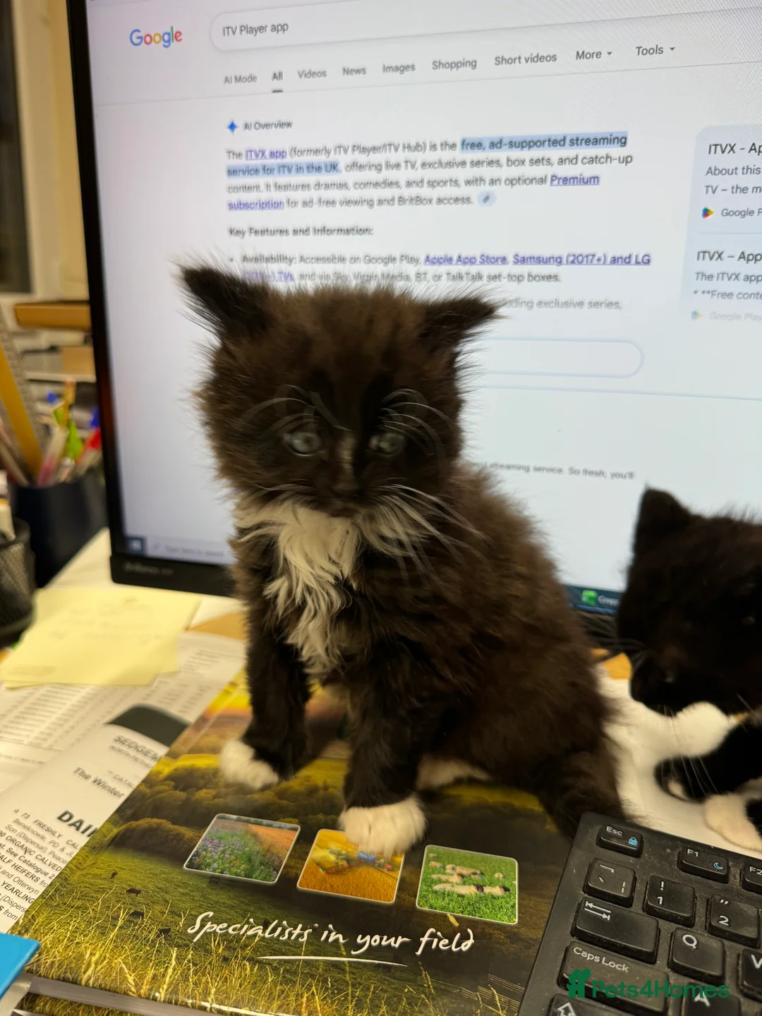 Mixed Breed cats for sale: Beautiful kittens for sale - Advert 14