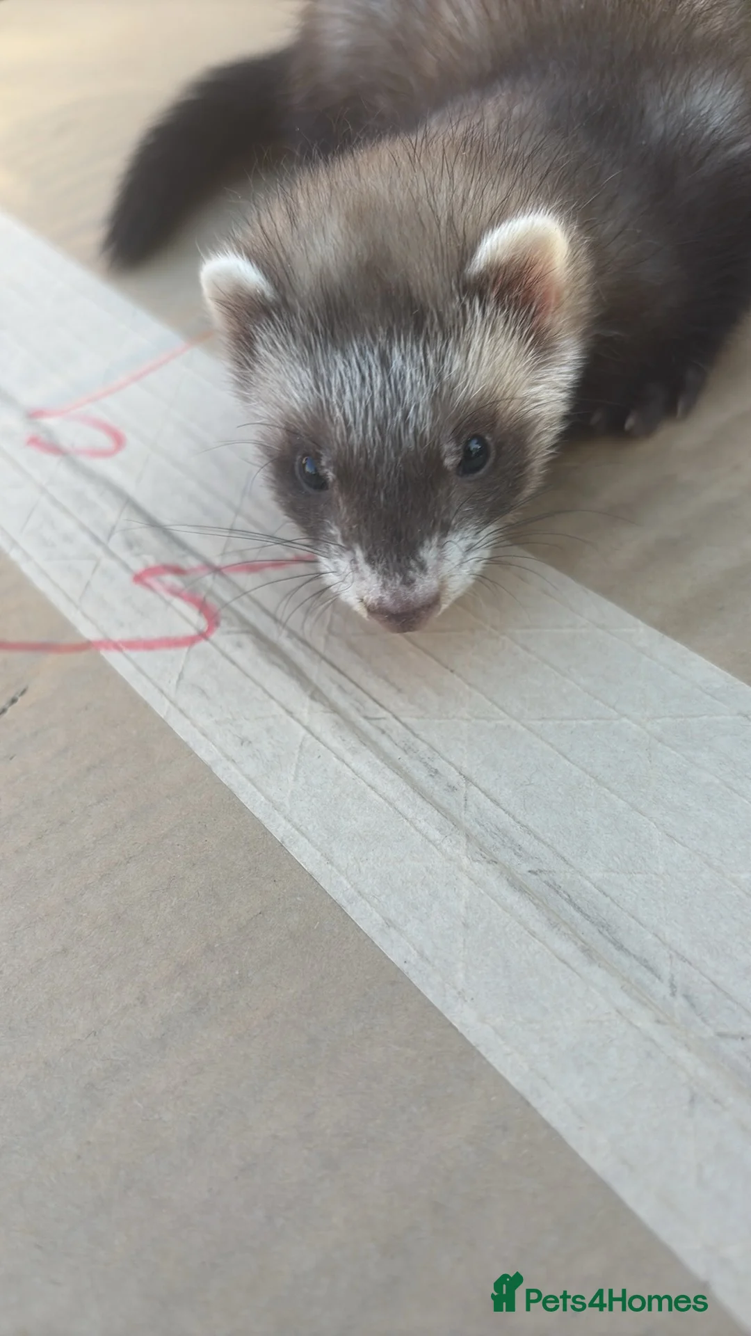 Ferret rodents for sale: 5jills 1hob in Doncaster - Advert 5