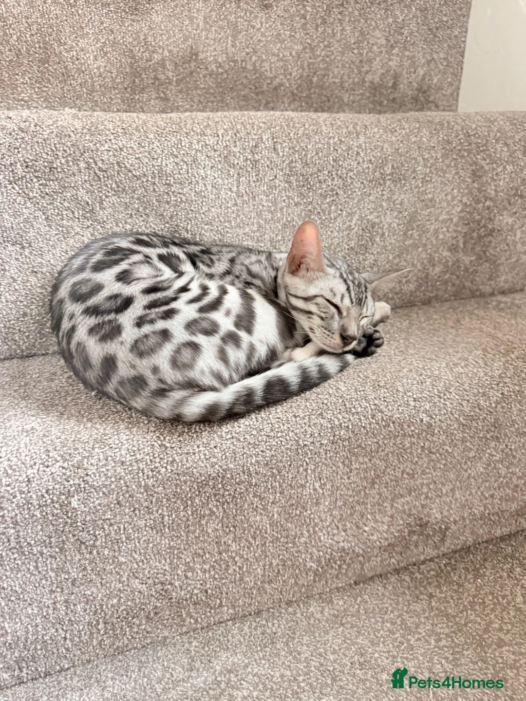 Bengal cats for sale: Silver Bengal kitten - Advert 2
