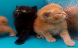 Exotic cats for sale:  Exotic British shorthair  - Image 16