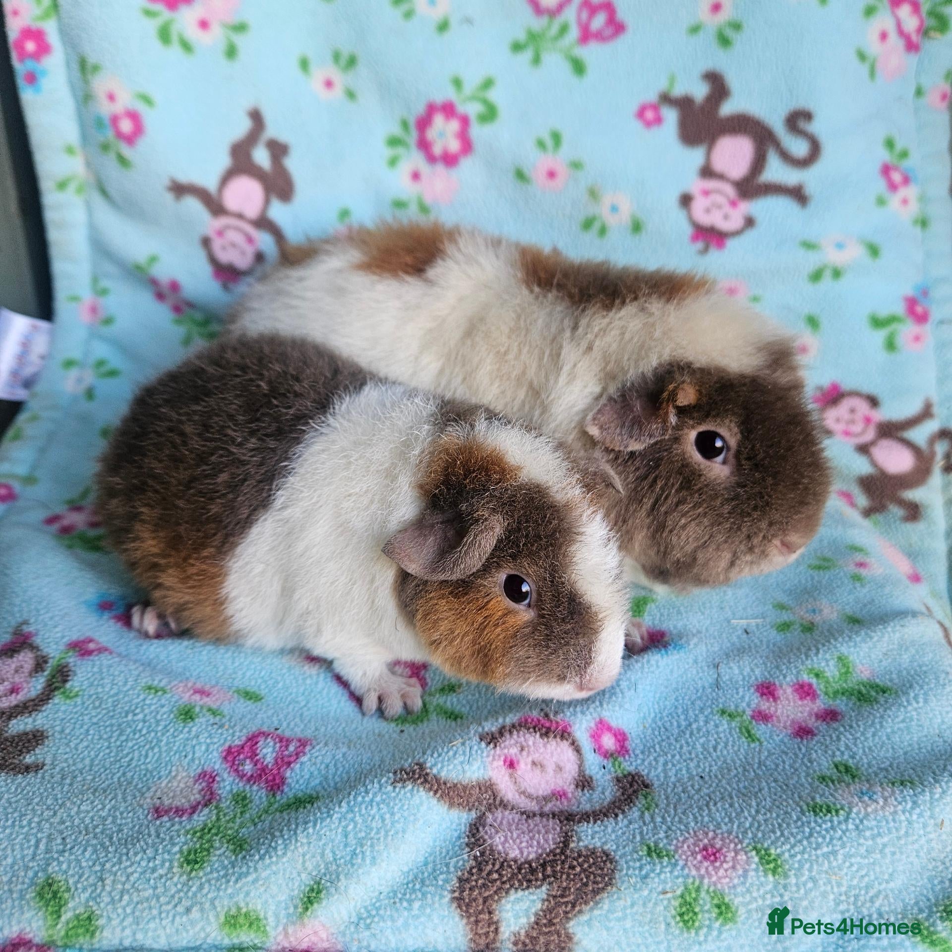 Guinea Pig rodents Teddy boars & sows  - Advert 20