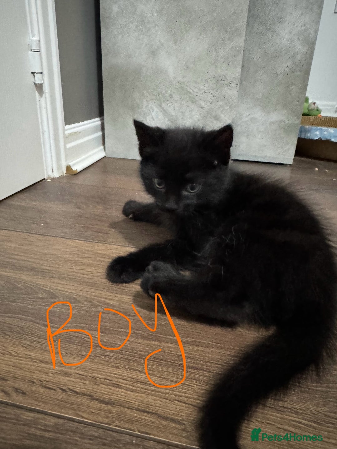 Domestic Shorthair cats for sale: 2 boy kittens for sale from 2 separate litters - Image 3