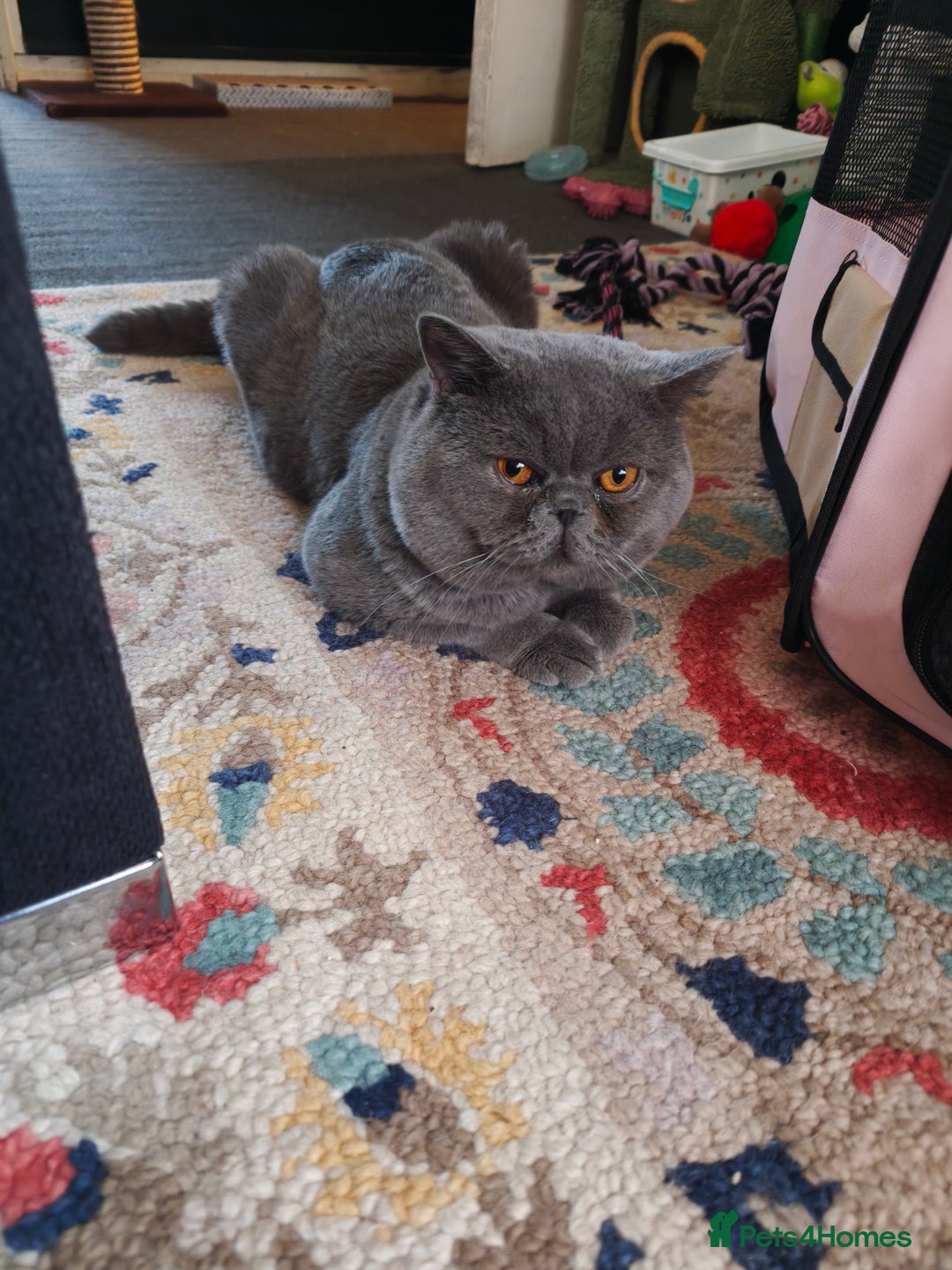 British Shorthair cats for sale: Borris - Advert 3