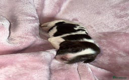 English Springer Spaniel dogs for sale: English springer spaniel.Ready to leave 21/11/25 - Image 26