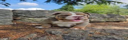 English Bulldog dogs for sale: Mr Muscles litter English Bulldogs - Advert 11