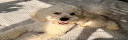 Miniature Poodle dogs for sale: Pedigree Club Registered-Male Mini Poodle, Apricot in Boston - Advert 5