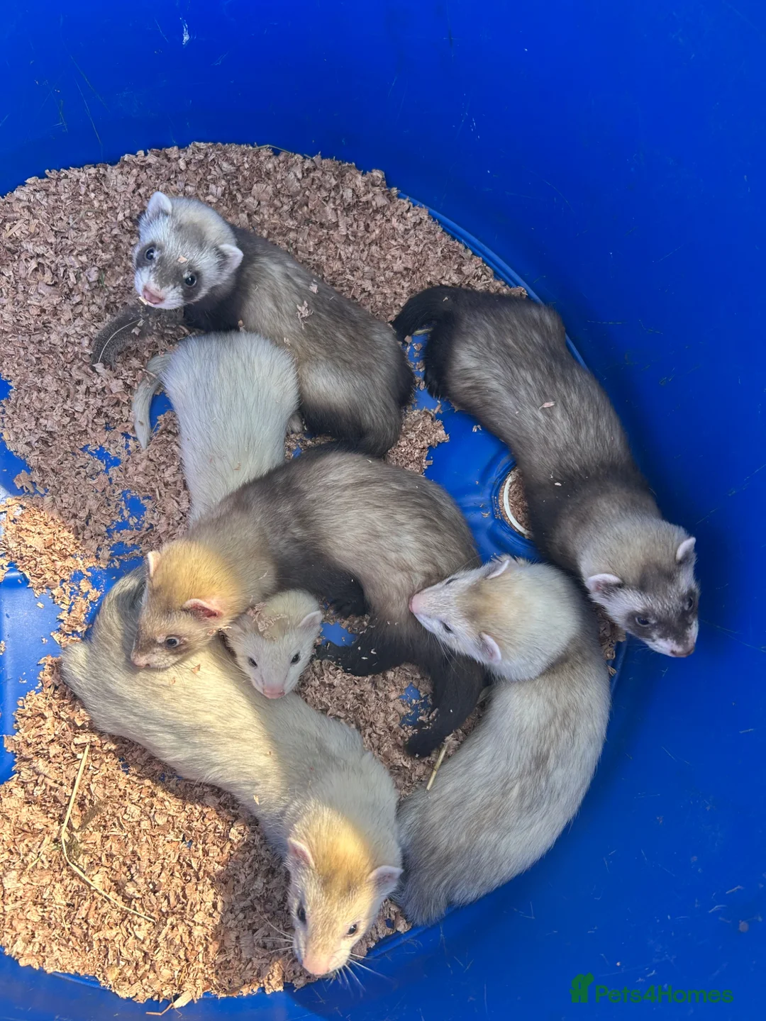 Ferret rodents for sale: Ferret kits  - Advert 13