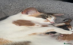 British Shorthair cats for sale: Male and female ginger kittens - Image 2