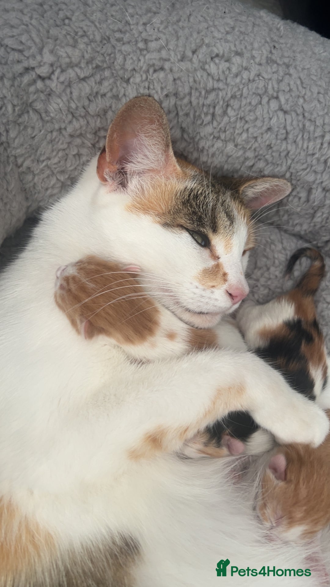 British Shorthair cats for sale: Male and female ginger kittens - Image 2