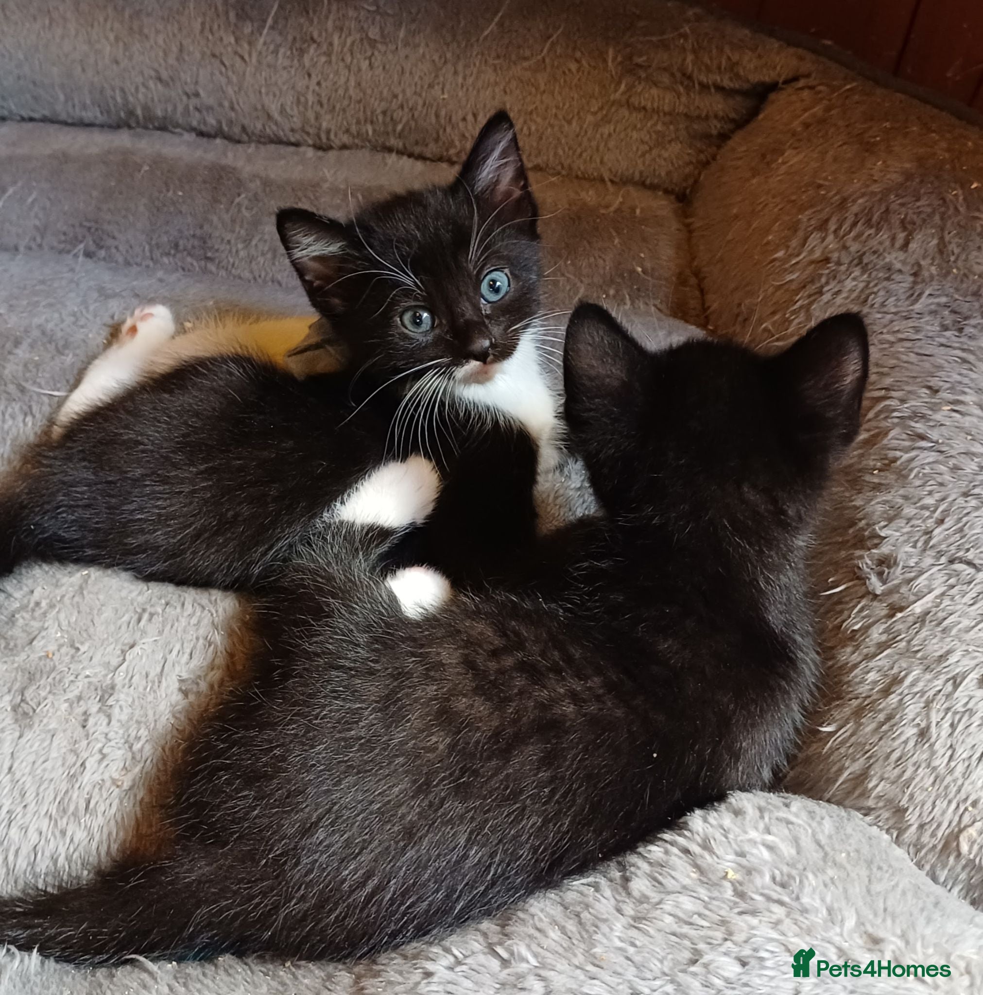 Mixed Breed cats LOWER PRICE Gorgeous fun-loving kittens READY  - Advert 1