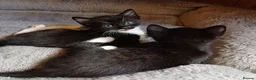 Mixed Breed cats for sale: JUST 1 Gorgeous fun-loving kittens left to Rehome  - Advert 2