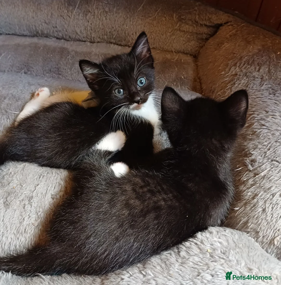 Mixed Breed cats for sale: JUST 1 Gorgeous fun-loving kittens left to Rehome  - Advert 2