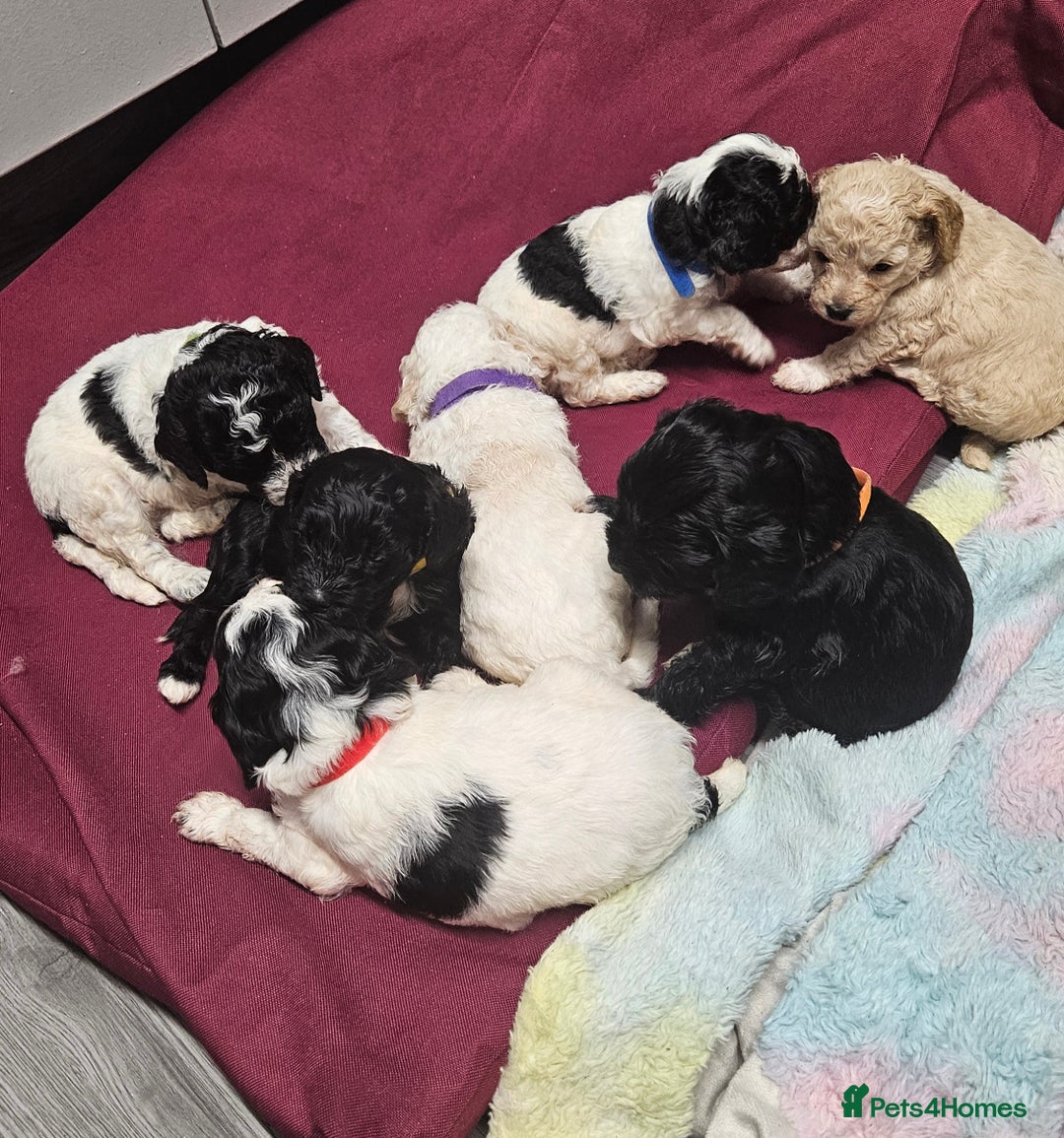 Cockapoo dogs for sale: Cockerpoo puppies for sale  - Image 4