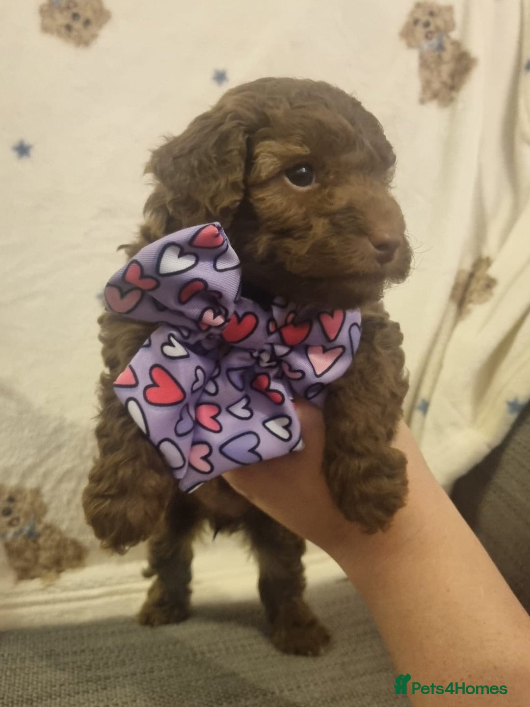 Cockapoo dogs for sale: Health tested F1b Toy / miniature cockapoo puppies - Advert 2