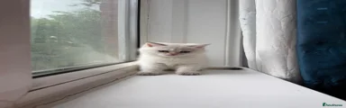 British Longhair Kitten 1