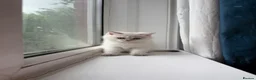 British Longhair cats for sale: Exquisite British Kittens – Golden & Colourpoint  - Advert 39