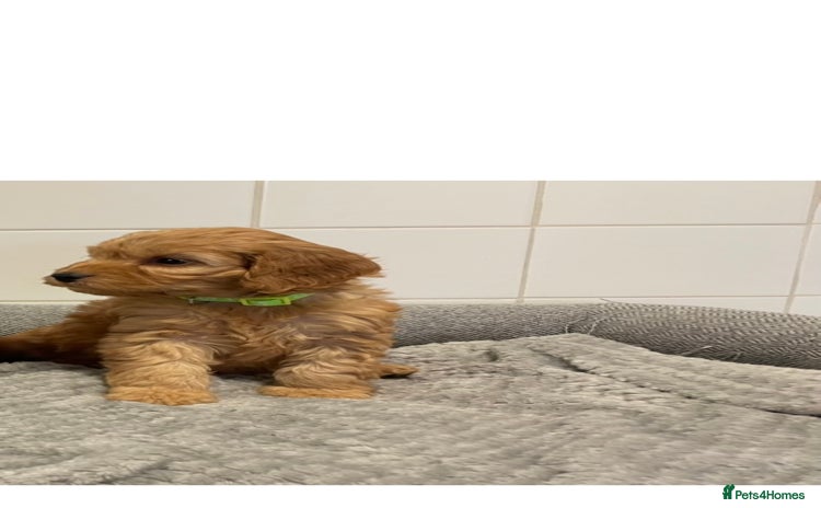 Cockapoo dogs - Advert 8