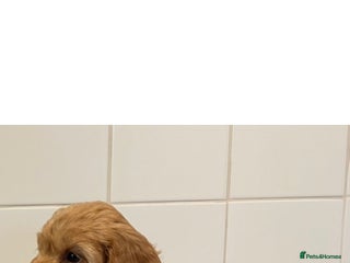 Cockapoo dogs - Advert 1