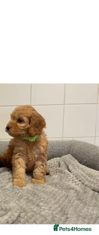 Cockapoo dogs - Advert 8