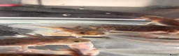 Axolotl reptiles for sale: Black Meleniod axolotls   in Caldicot - Advert 6