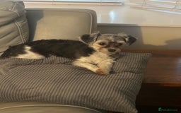 Maltipoo dogs for sale: 11 months old Asian Maltipoo 1.2kg - Advert 2