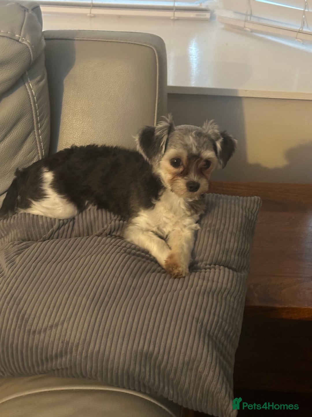 Maltipoo dogs for sale: 11 months old Asian Maltipoo 1.2kg - Advert 2