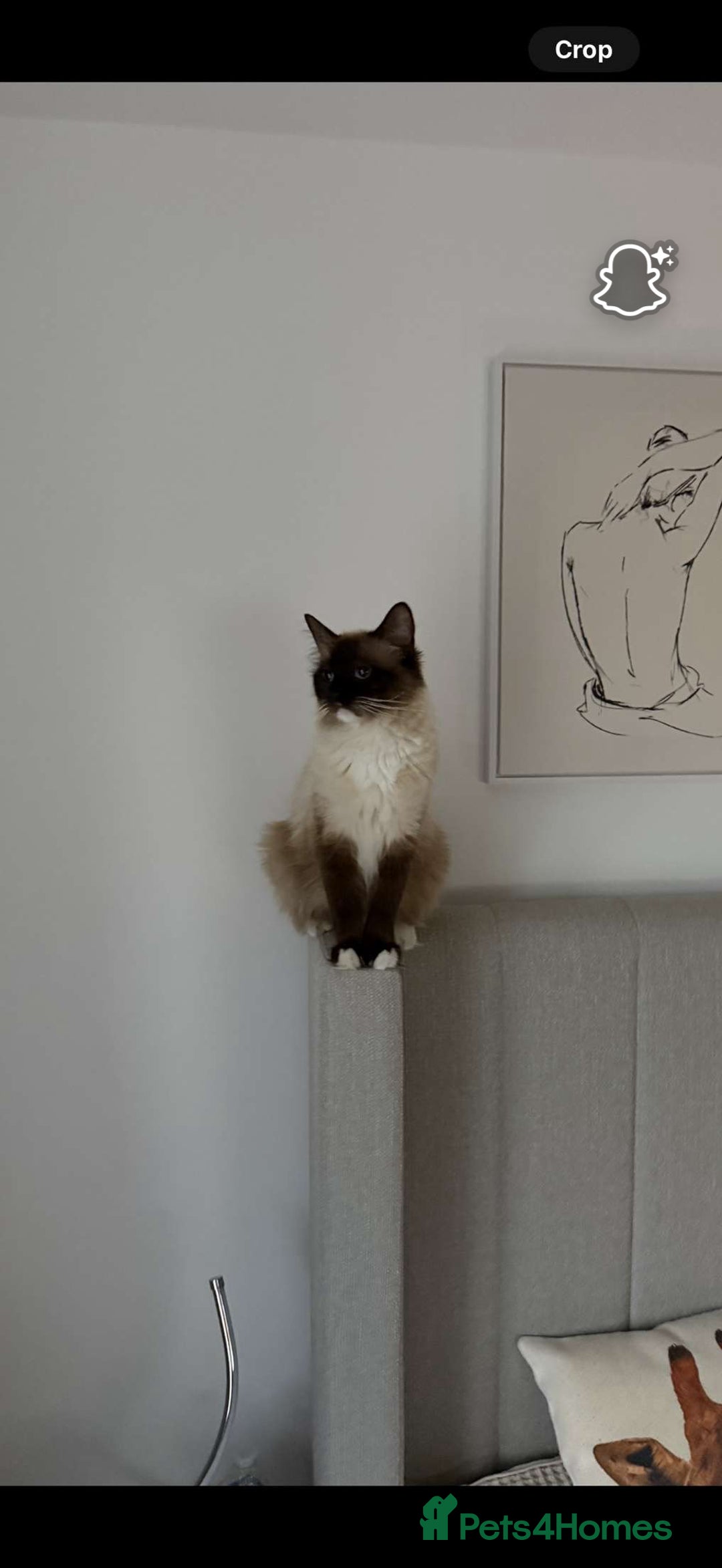 Ragdoll cats for sale: Ragdoll  - Image 4