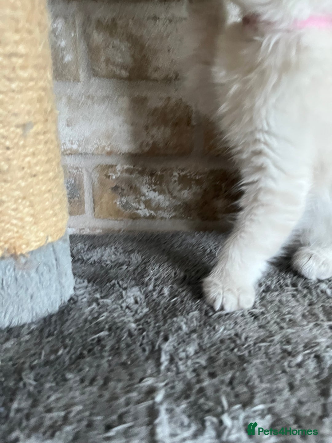 Ragdoll cats for sale: One female Ragdoll left  in Cambridge - Image 22