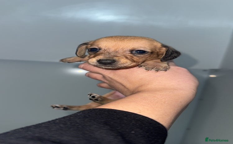 Mixed Breed dogs ⭐️2 girls left⭐️Dachshund x Maltese puppies  - Advert 2