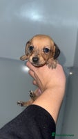 Mixed Breed dogs ⭐️1 girls left⭐️Dachshund x Maltese puppies - Advert 1