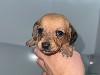 Mixed Breed dogs ⭐️2 girls left⭐️Dachshund x Maltese puppies - Advert 6